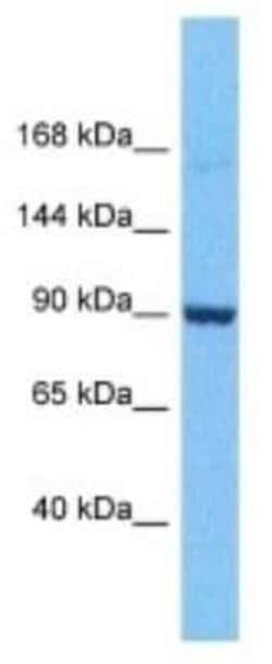 RGS12 Rabbit anti-Human, Polyclonal, Novus Biologicals:Antibodies:Primary